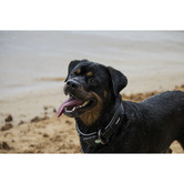 Huskimo Black Specialist 360&deg; Dog Collar