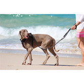 Huskimo Black Specialist Dog Multi-Lead