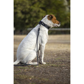 Huskimo Black Specialist 360&deg; Dog Collar