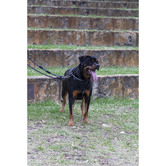 Huskimo Black Specialist Dog Multi-Lead