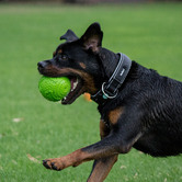 Ruff Play Ball Dog Toy