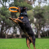 Ruff Play Orange Wheel Foam Dental Dog Toy