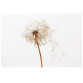 Lotus &amp; Fawn Dandelion I Canvas Wall Art