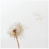 Lotus &amp; Fawn Dandelion III Canvas Wall Art