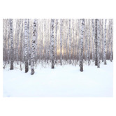 Lotus &amp; Fawn Birch Grove in Winter At Sunset Stretched Canvas Wall Art