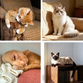 Hoxton Room 286cm Cecil Cat Tree
