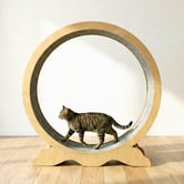 Modern Collective Eloisa Cat Exercise Wheel