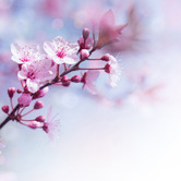 Spirit of the Orient Sakura Incense Sticks