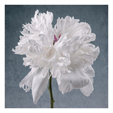 Art Prints Unique Peony on Blue Printed Wall Art
