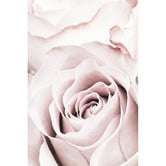 Art Prints Unique Pink Roses V Printed Wall Art