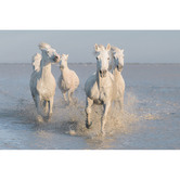 Art Prints Unique Horses Printed Wall Art
