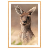 Art Prints Unique The Beautiful Roo Printed Wall Art