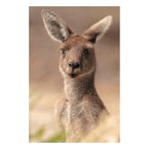 Art Prints Unique The Beautiful Roo Printed Wall Art