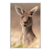Art Prints Unique The Beautiful Roo Printed Wall Art