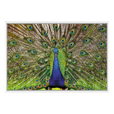 Art Prints Unique Peacock Printed Wall Art