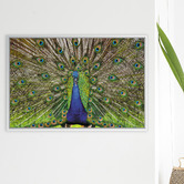 Art Prints Unique Peacock Printed Wall Art