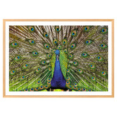 Art Prints Unique Peacock Printed Wall Art