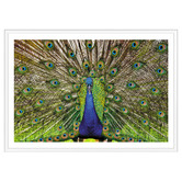 Art Prints Unique Peacock Printed Wall Art