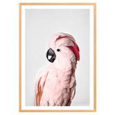 Art Prints Unique Pink Cockatoo Printed Wall Art