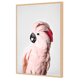 Art Prints Unique Pink Cockatoo Printed Wall Art