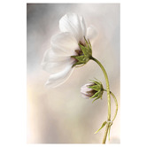 Art Prints Unique Heavenly Cosmos Canvas Wall Art