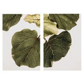 Art Prints Unique 2 Piece Leaf Vein Canvas Wall Art Set