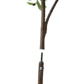 Living Fusion 180cm Potted Faux Olive Trees