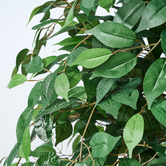 Living Fusion 180cm Potted Faux Ficus Tree