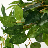 Living Fusion 180cm Potted Faux Ficus Trees