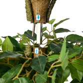 Living Fusion 180cm Potted Faux Ficus Trees