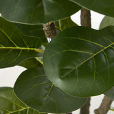 Living Fusion 150cm Potted Faux Fiddle Leaf Fig Trees