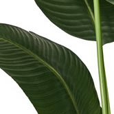 Living Fusion 180cm Potted Faux Bird of Paradise Plants