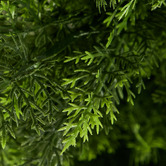 Living Fusion 150cm Potted Faux Cedar Trees