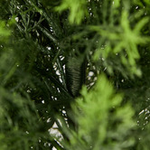 Living Fusion 150cm Potted Faux Cedar Trees