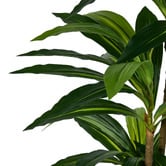 Living Fusion 150cm Potted Faux Dracaena Trees