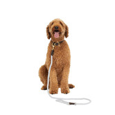 Mog &amp; Bone Leather &amp; Cotton Rope Dog Collar