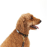 Mog &amp; Bone Leather &amp; Cotton Rope Dog Collar