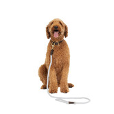 Mog &amp; Bone 120cm Classic Leather &amp; Cotton Rope Dog Lead