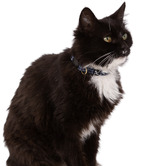 Mog &amp; Bone Navy Chequered Cat Collar