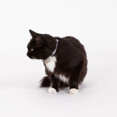Mog &amp; Bone Mosaic Hemp Cat Collar