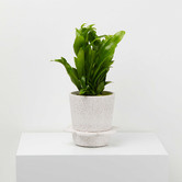 Elementa Living Speckled Spring Plant Pot
