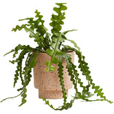 Elementa Living Banjo Terrazzo Plant Pot