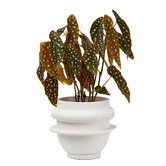 Elementa Living Bud Resin Planter
