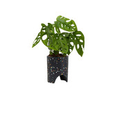 Elementa Living 13cm Archie Terrazzo Plant Pot