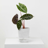 Elementa Living Speckled Spring Plant Pot