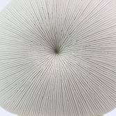 Living Green Decor White Mollusc Oceania Vase