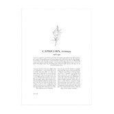 Tiny Tots Prints Zodiac Woman I Capricorn Printed Wall Art