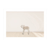 Tiny Tots Prints Baby Lamb Printed Wall Art