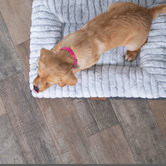 Kazoo Cloud Comfort Pet Bed