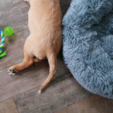 Kazoo Peacock Pet Bed